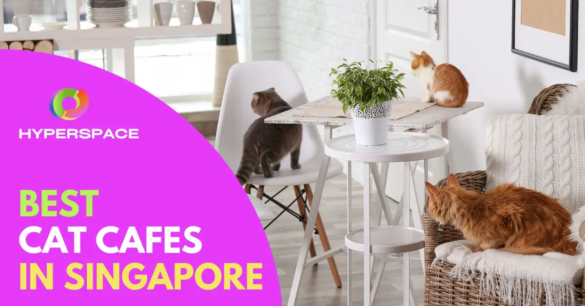 7 Best Cat Cafe Singapore You Can Enjoy [2024] Hyperspace Singapore